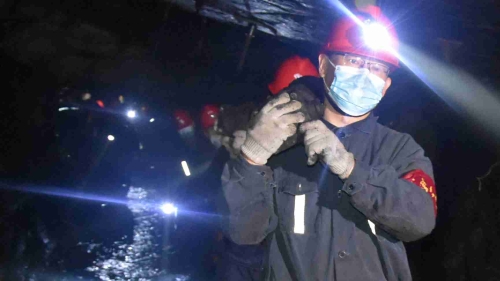 20200628  04  新建礦  圖為礦機關黨員協助生產井區回收支柱。 孫繼誠攝_副本